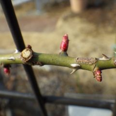 事務局前のつるバラの芽が春を感じて伸び始めました