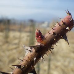 事務局前のローズもほんの少し芽が動き出した形跡があります