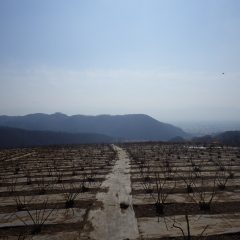 農場は春霞で富士山も甲府の街並みも見ることが出来ません