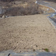 カモマイル・ジャーマン畑の除草作業