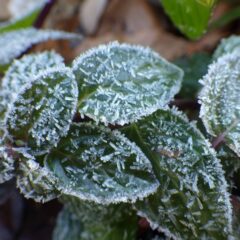 朝の冷え込みが一段と厳しくなりペパーミントの葉に霜がビッシリ降りました