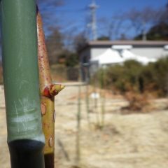 事務局前のローズ・ダマスケナの芽がほころび始めました