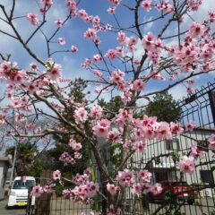 アーモンドの花が満開になっています