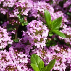 手鞠のように可愛いクリーピングタイムの花