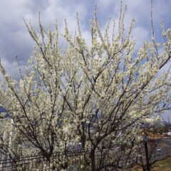 スモモの花も満開です