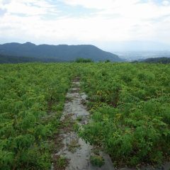 昨日の雨も上がり、農場は朝から蒸し暑い一日の始まりです