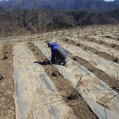 嵐のような風は防草シートを持ち上げてしまいました