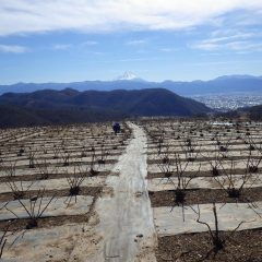 春一番とは名ばかりで冷たい風が吹き荒れています