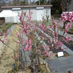 ネクタリンの花も咲き始めました