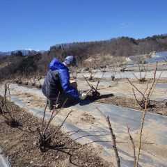 浮き上がった防草シートを止め直して回ります