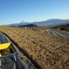 カモマイル・ジャーマン畑の除草作業も平行して行われています