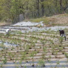 ローズ畑では今日も除草作業