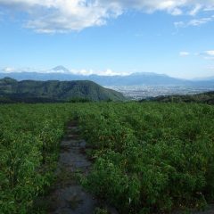 夕方、雲が切れて富士山が顔を見せてくれました