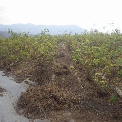 除草した草の片付け作業中