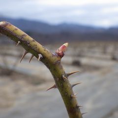 農場のローズも芽が動き出しました