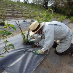 陽が傾くまで這いつくばりながら除草作業は続きます