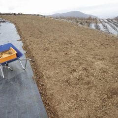 大粒の雨が落ちて来たので除草作業中断