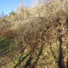 枯れた雑草が道路に倒れ掛かっています