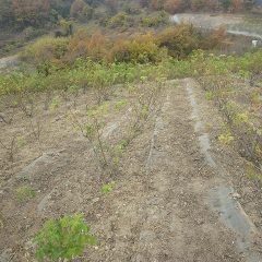 綺麗に草の片付けが終わったローズ畑