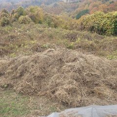 畑の外に出された雑草の山