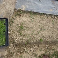 発芽の悪かったカモマイル・ジャーマン畑に連結ポット苗を補植しました
