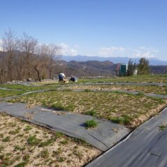 農場ではカモマイル・ジャーマン畑の除草作業が続いています