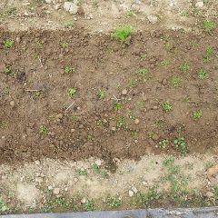 なるべく均等になるように補植しました