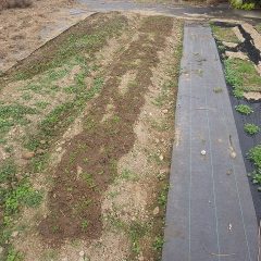 この後雨が降る予報ですが念のため灌水して終了