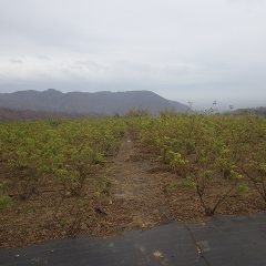 午後からは天気予報通りに雨が降り出しました