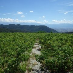 今日も農場は30℃超えの真夏日です