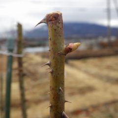 ローズの芽は順調に伸びています