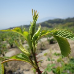 農場のローズも蕾が上がって来ました