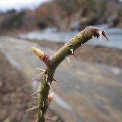 農場のローズも順調に芽が伸びています