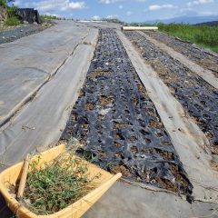 先ずは除草作業のやり直し