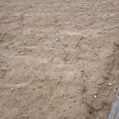 こちらの畑も斜面なので雨水が表土を流した跡が何本も出来ていました