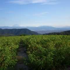 夕方になって富士山が顔を見せてくれました