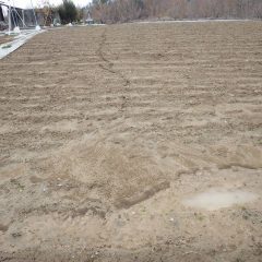 斜面になった畑には雨水が表土を流した跡が残されていました