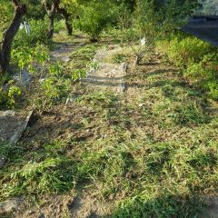 炎天下の中、除草作業は続いています