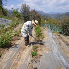 今日も炎天下でローズ畑の除草作業が続いています