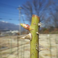 ローズの芽は日毎に伸びています