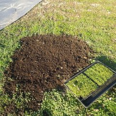 土を均して連結ポット苗を移植します