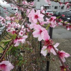 花散らしの雨