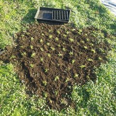 移植が終了して畑の修復作業完了