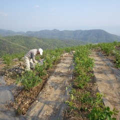 そして陽が傾くまで除草作業は続きます