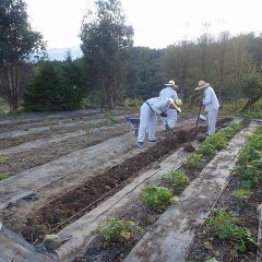 土を掘り起こすと大きな石がゴロゴロと出てきます