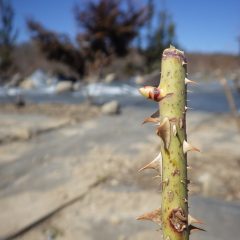 ローズの芽は順調に伸びています