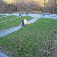 カモマイル・ジャーマン畑の除草作業は日が傾くまで続けられています