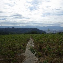 秋晴れの農場ですが夜には雨の予報