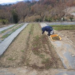 カモマイル・ジャーマン畑では除草作業が続けられています