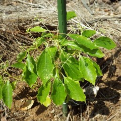 今年から仲間入りしたホーウッド（Cinnamomum camphora CT Linalool）